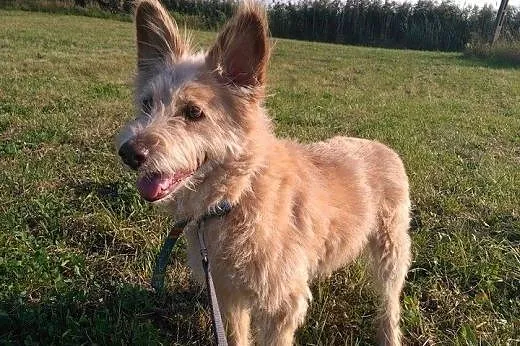 Wspaniała TETYDA czeka na domek, pokochaj :),  łódzkie Łódź