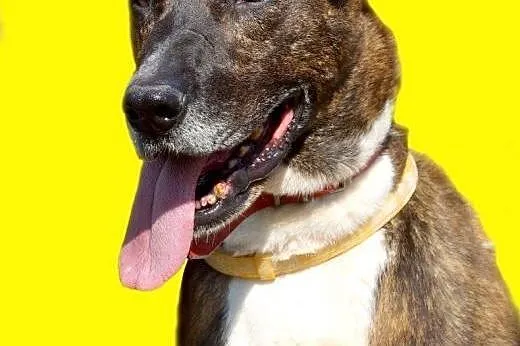 Cortina cudowna sunia do adopcji,  mazowieckie Warszawa