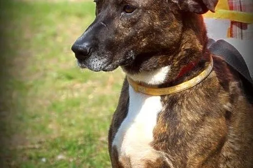 Cortina cudowna sunia do adopcji,  mazowieckie War