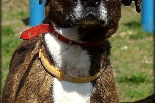 Cortina cudowna sunia do adopcji,  mazowieckie War