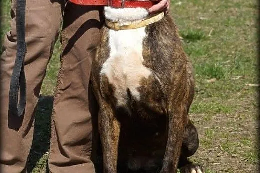 Cortina cudowna sunia do adopcji,  mazowieckie War
