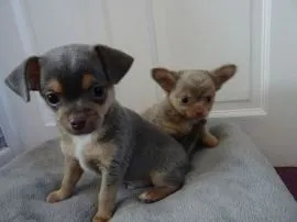 Szczeniaki chihuahua   Whatsapp +37065391730  Szczeniaki chihuahua