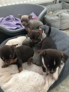 Szczeniaki chihuahua   Whatsapp +37065391730  Szczeniaki chihuahua, , london