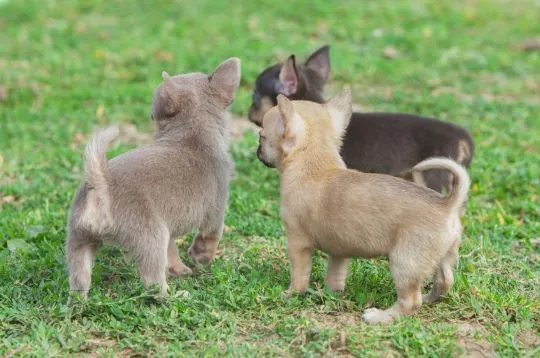 Szczeniaki chihuahua   Whatsapp +37065391730  Szczeniaki chihuahua, , london