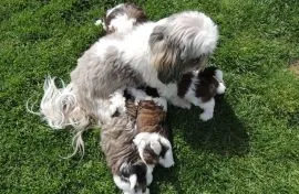 Shih Tzu !!!.... szczenięta gotowe na nowy dom: emanuellepatricia71@gmail.com