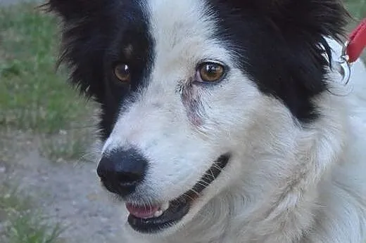 Bella-młoda,bardzo grzeczna sunia wysterylizowana,adopcja!!,  świętokrzyskie Kielce