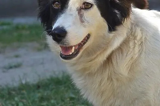 Bella-młoda,bardzo grzeczna sunia wysterylizowana,