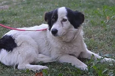Bella-młoda,bardzo grzeczna sunia wysterylizowana,