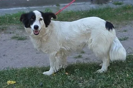 Bella-młoda,bardzo grzeczna sunia wysterylizowana,