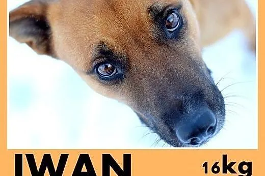 IWAN,17kg,średni,wesoły,przyjazny,towarzyski pies do adopcji,  małopolskie Kraków