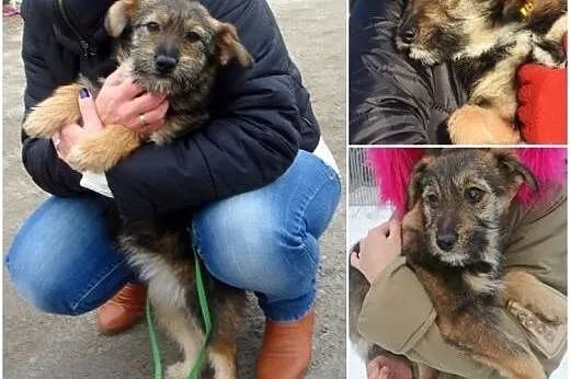 ELCIA - kosmaty maluszek milszy od poduszek! ,  ma