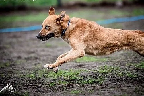 LORI-piękna, młoda dziewczyna, do adopcji się przy