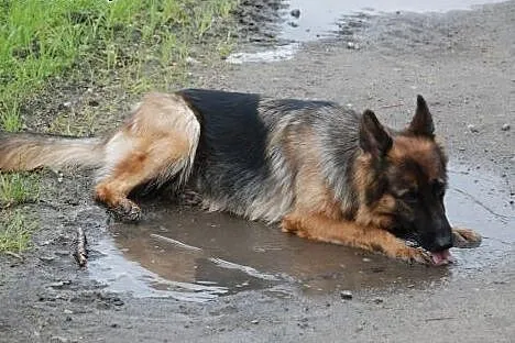 Owczarek niemiecki szuka aktywnych ludzi,  dolnośl