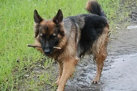 Owczarek niemiecki szuka aktywnych ludzi,  dolnośl