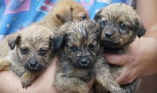 Urocze SZCZENIAKI do adopcji!, śląskie Katowice