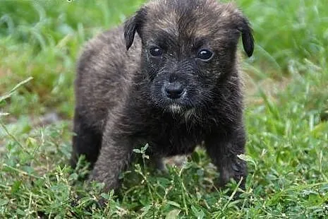 Urocze SZCZENIAKI do adopcji!,  śląskie Katowice