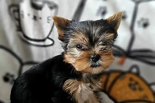 Yorkshire Terrier Piesek Chip Rodowód Wyprawka