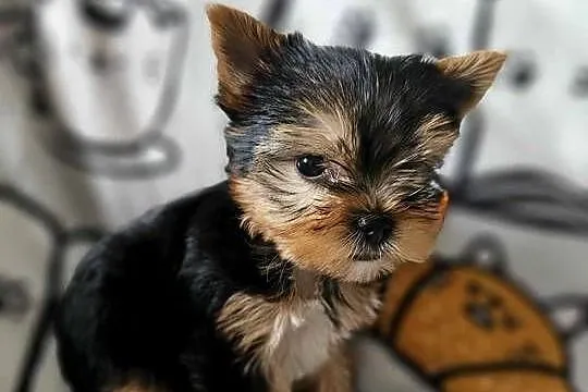 Yorkshire Terrier Piesek Chip Rodowód Wyprawka, Śląskie, Częstochowa