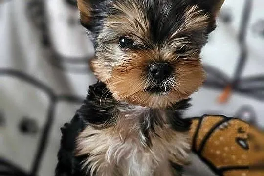Yorkshire Terrier Piesek Chip Rodowód Wyprawka, Śląskie, Częstochowa