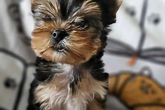 Yorkshire Terrier Piesek Chip Rodowód Wyprawka, Śląskie, Częstochowa