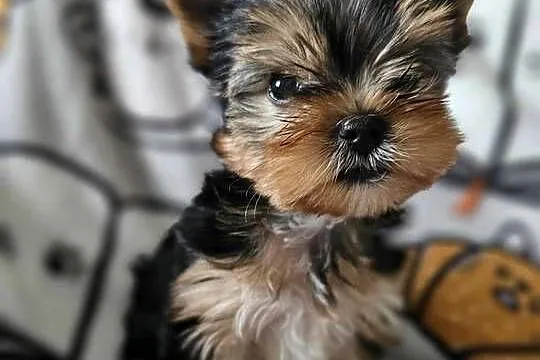 Yorkshire Terrier Piesek Chip Rodowód Wyprawka, Śląskie, Częstochowa