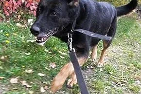Gosia to suczka w typie owczarka niemieckiego jest urocza słodka i posłuszna oraz jest do adopcji .,  łódzkie Skierniewice