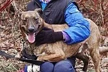 3 letni psiak o imieniu Max jest do adopcji .,  łó