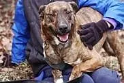 3 letni psiak o imieniu Max jest do adopcji .,  łó