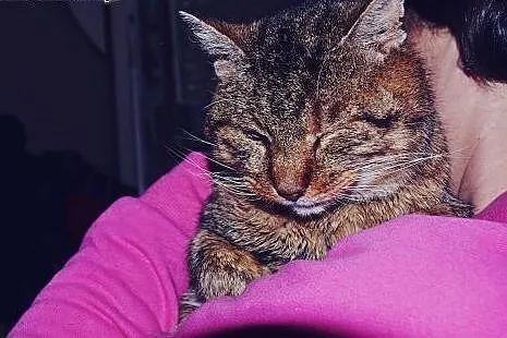 Adoptuj Marko - warto!,  śląskie Częstochowa