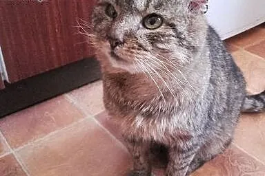 Adoptuj Marko - warto!,  śląskie Częstochowa