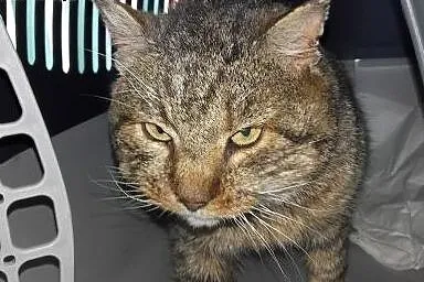 Adoptuj Marko - warto!,  śląskie Częstochowa