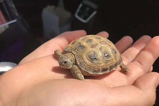 Żółw stepowy - 4 miesięczny