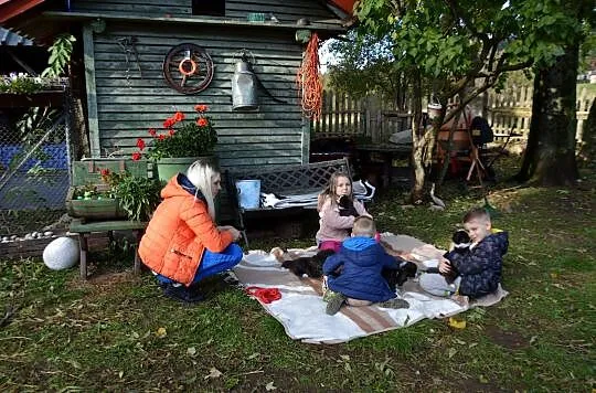 Akita Japońska , rodowodowe pręgowane suczki, Dolnośląskie, Stara Morawa