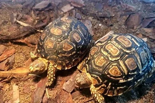 Żółw Lądowy Lamparci  - Sklep Zoologiczny