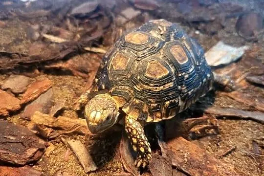 Żółw Lądowy Lamparci  - Sklep Zoologiczny, Śląskie, Katowice