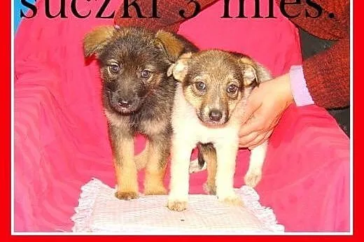 3 mies. szczeniaki,suczki średnie,szczepione.ADOPC