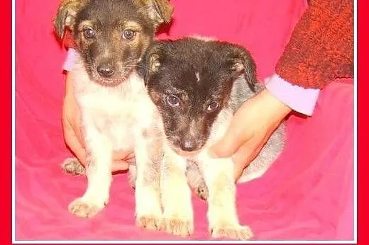 3 mies. szczeniaki,suczki średnie,szczepione.ADOPC