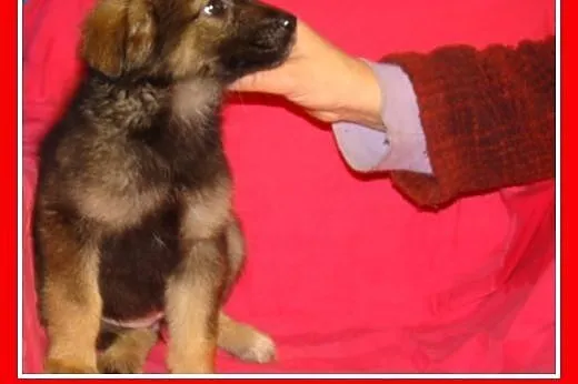 3 mies. szczeniaki,suczki średnie,szczepione.ADOPC