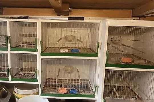 Klatki, regały dla Kanarków, Śląskie, Łaziska Górne