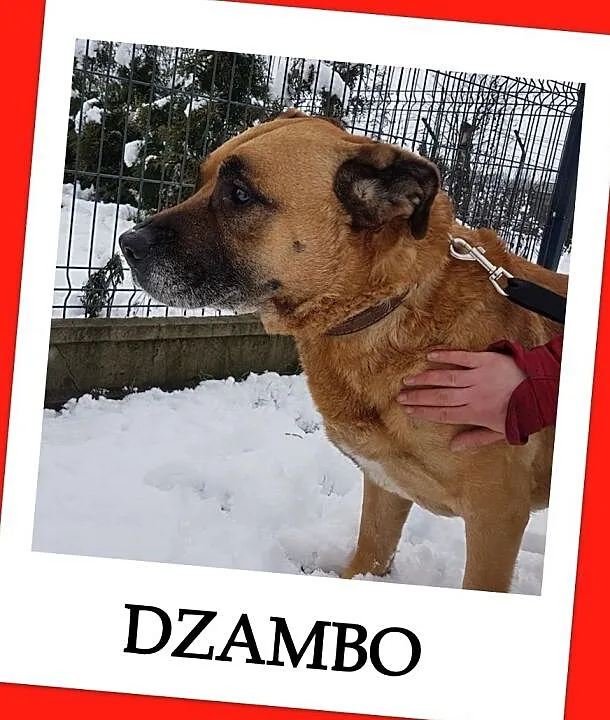 Duży,w typie amstafa,8 letni,łagodny,przyjazny pies DŻAMBO.Adopcja., , Wrocław