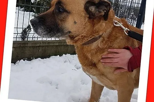 Duży,w typie amstafa,8 letni,łagodny,przyjazny pies DŻAMBO.Adopcja., , Wrocław