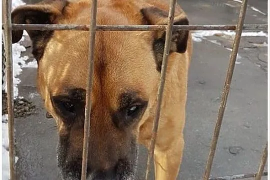 Duży,w typie amstafa,8 letni,łagodny,przyjazny pies DŻAMBO.Adopcja., , Wrocław