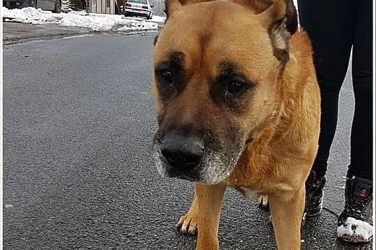 Duży,w typie amstafa,8 letni,łagodny,przyjazny pies DŻAMBO.Adopcja., , Wrocław