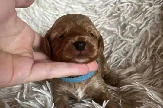 Piesek cockapoo mama cocker spaniel tata pudel toy badania genetyczne