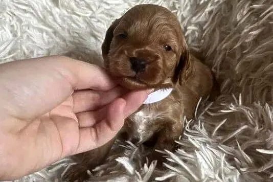 Piesek cockapoo mama cocker spaniel tata pudel toy badania genetyczne, Świętokrzyskie, Busko-Zdrój