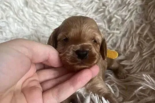 Piesek cockapoo mama cocker spaniel tata pudel toy badania genetyczne, Świętokrzyskie, Busko-Zdrój