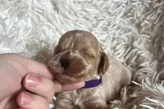 Piesek cockapoo mama cocker spaniel tata pudel toy badania genetyczne, Świętokrzyskie, Busko-Zdrój