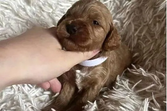 Piesek cockapoo mama cocker spaniel tata pudel toy badania genetyczne, Świętokrzyskie, Busko-Zdrój