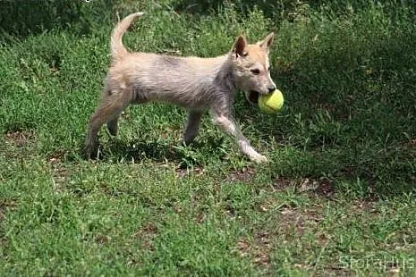 LOTOS w typie husky szuka domu,  wielkopolskie Poznań