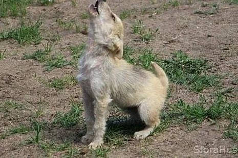 LOTOS w typie husky szuka domu,  wielkopolskie Poz